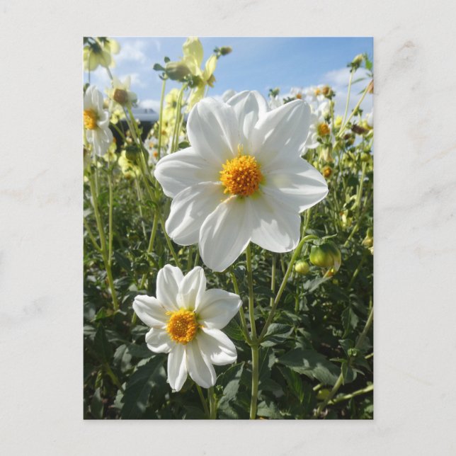 Beautiful Sunny White Dahlia Flowers DIY Postcard (Front)