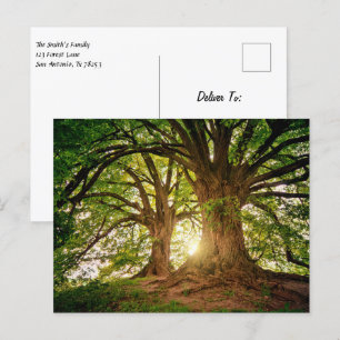 Beautiful Sunset in the Forest Postcard