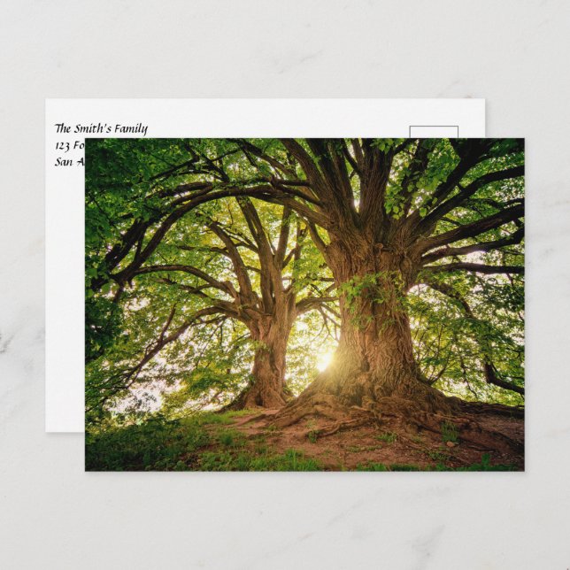 Beautiful Sunset in the Forest Postcard (Front/Back)