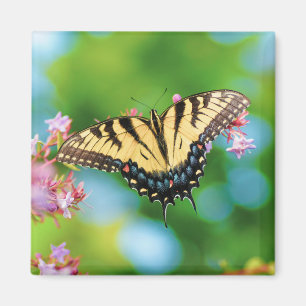 Beautiful Swallowtail butterfly on pretty flowers  Magnet
