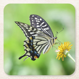 Beautiful Swallowtail Butterfly Square Paper Coaster