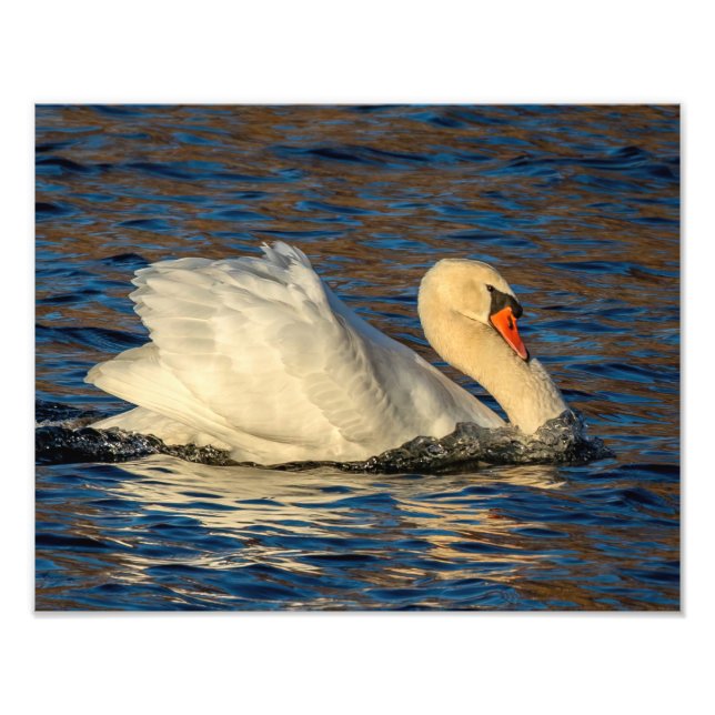 Beautiful Swan and Blue Water   Photo Print (Front)