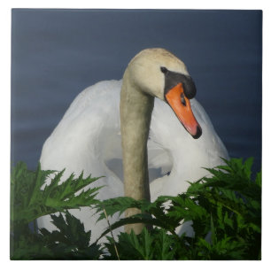 Beautiful Swan Ceramic Tile