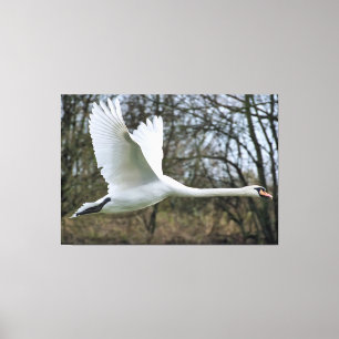 Beautiful Swan In Flight Wrapped Canvas