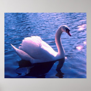 Beautiful swan in lake poster