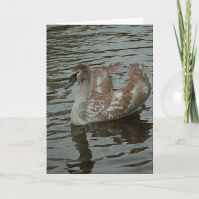 Beautiful swan photography blank card (Front)