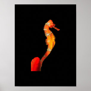 Beautiful Swimming Seahorse Figure On Front Poster