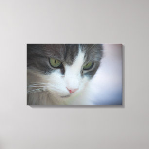 Beautiful Tabby-and-White Cat Gazing Downward Canvas Print