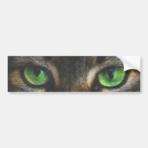 Beautiful Tabby cat eyes Bumper Sticker