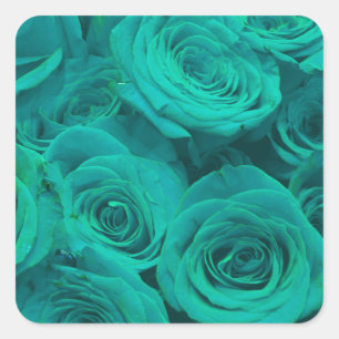 Beautiful teal green roses, teal flowers  square sticker