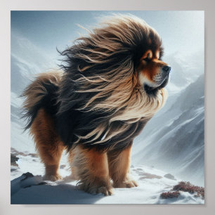 beautiful Tibetan Mastiff Poster