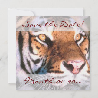 Beautiful Tiger Announcements