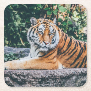 Beautiful Tiger Coaster Set