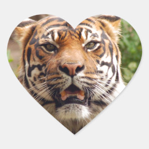 Beautiful tiger face print heart sticker