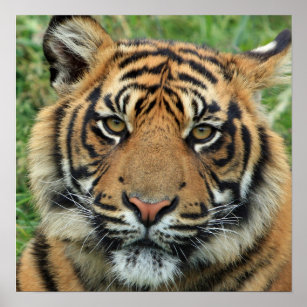 Beautiful Tiger Photo Poster