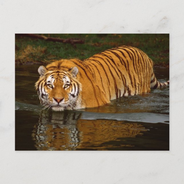 Beautiful Tiger Photo Tees, GIfts - Customise Postcard (Front)