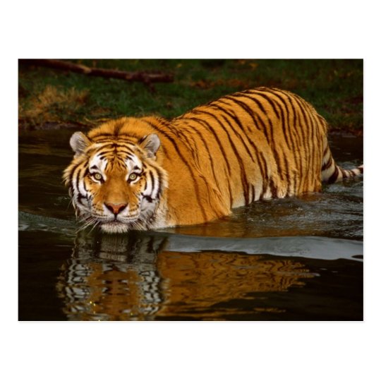 Beautiful Tiger Photo Tees, GIfts - Customise Postcard