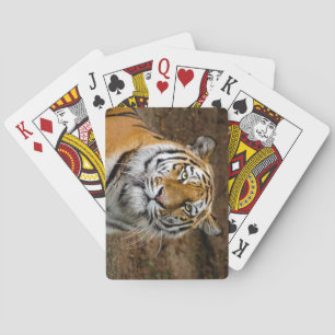 Beautiful Tiger Playing Cards