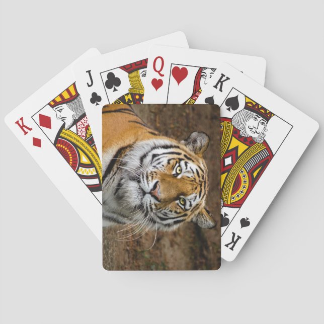 Beautiful Tiger Playing Cards (Back)