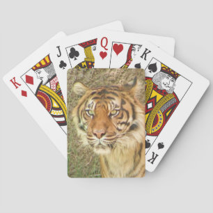 Beautiful Tiger Playing Cards! Cards