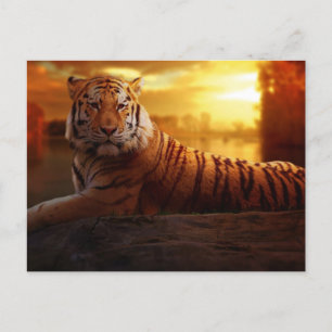 Beautiful Tiger Postcard