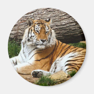 Beautiful Tiger Resting Photograph Magnet