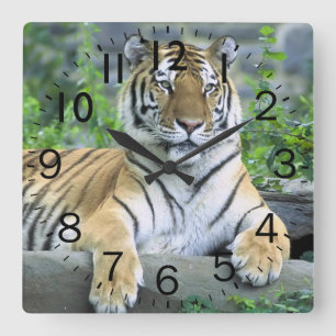 Beautiful Tiger Square Wall Clock