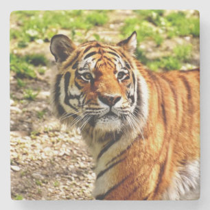 Beautiful Tiger Stone Coaster