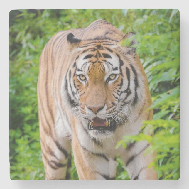 Beautiful Tiger Stone Coaster (Front)