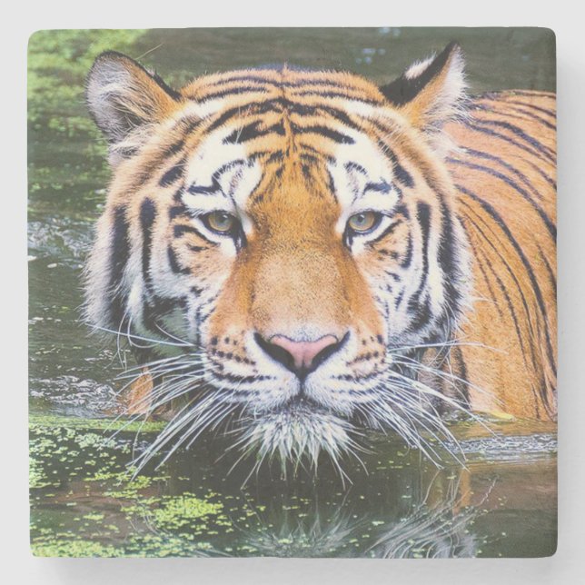 Beautiful Tiger Stone Coaster (Front)
