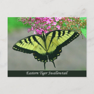 Beautiful Tiger Swallowtail Butterfly Postcard 5