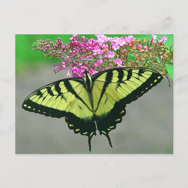 Beautiful Tiger Swallowtail Butterfly Postcard 6 (Front)