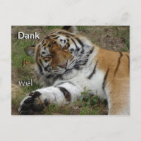 Beautiful Tiger Thank You Postcard