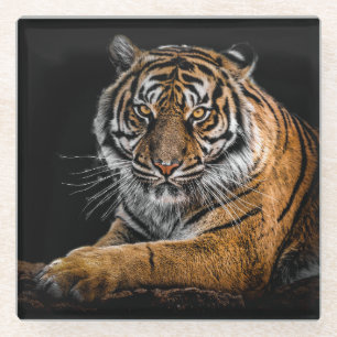Beautiful Tiger with Black Background Glass Coaster