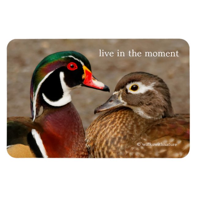 Beautiful Touching Moment Between Wood Ducks Magnet (Horizontal)