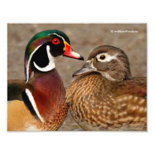 Beautiful Touching Moment Between Wood Ducks Photo Print