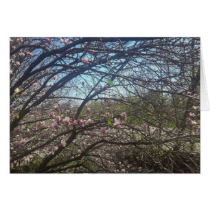 Beautiful Tree Branches Magnolia Tree Blank Card