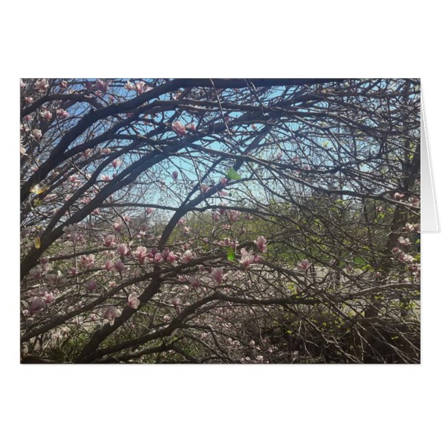 Beautiful Tree Branches Magnolia Tree Blank Card (Front Horizontal)
