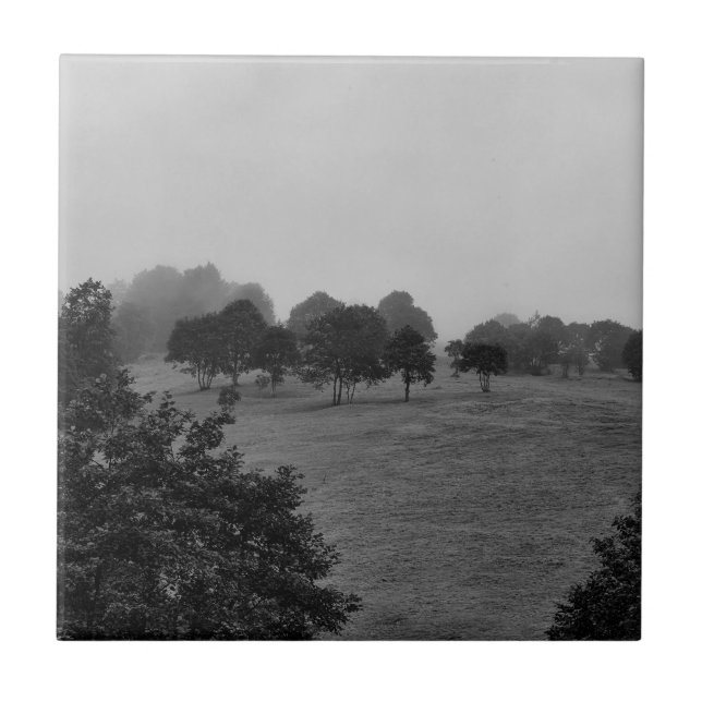 Beautiful trees and nature in fog tile (Front)