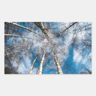 Beautiful Trees Going Towards the Sky Sticker