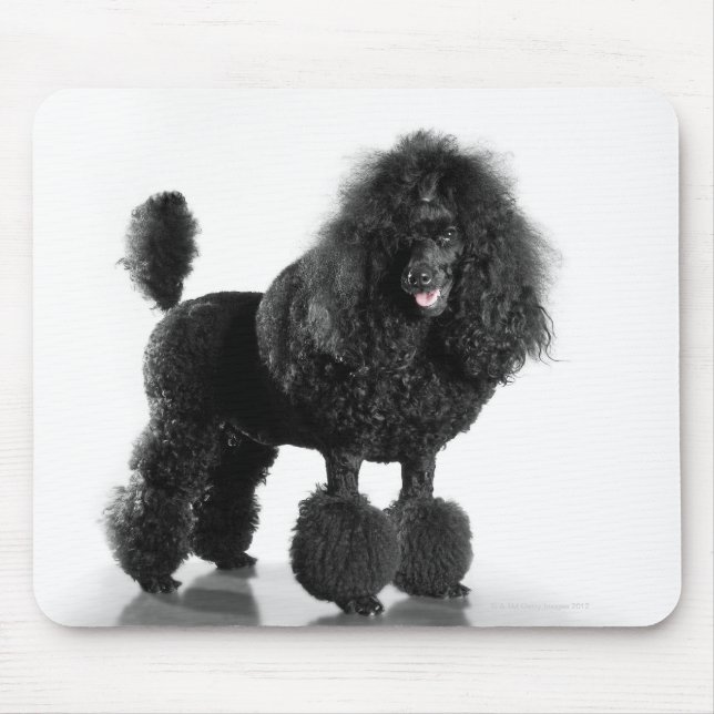Beautiful, trimmed, black, complete poodle body mouse mat (Front)