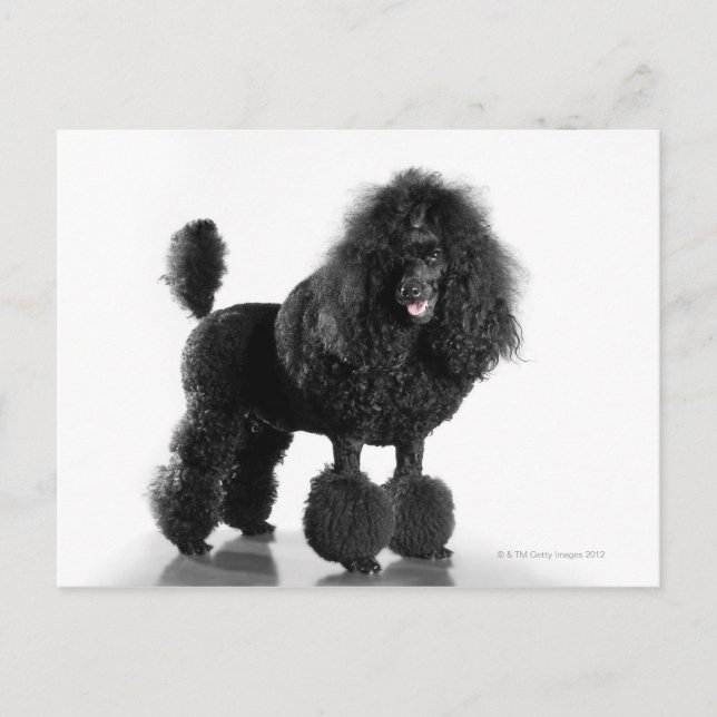 Beautiful, trimmed, black, complete poodle body postcard (Front)