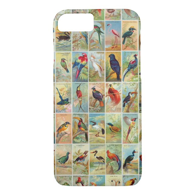 Beautiful Tropical Birds 19th-century Illustration Case-Mate iPhone Case (Back)