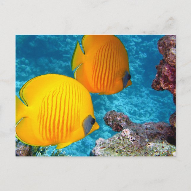 Beautiful Tropical Fish and Coral Postcard (Front)