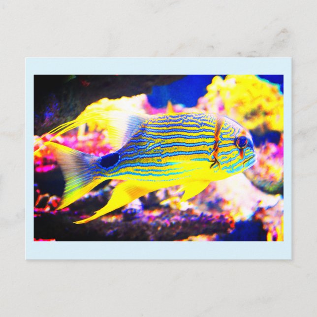 Beautiful tropical fish postcard (Front)