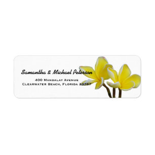 Beautiful Tropical Plumeria Flowers