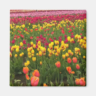 Beautiful Tulip Field, Oregon Magnet