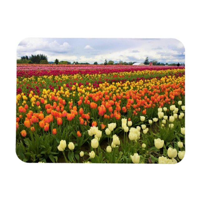 Beautiful Tulip Field, Oregon Magnet (Horizontal)