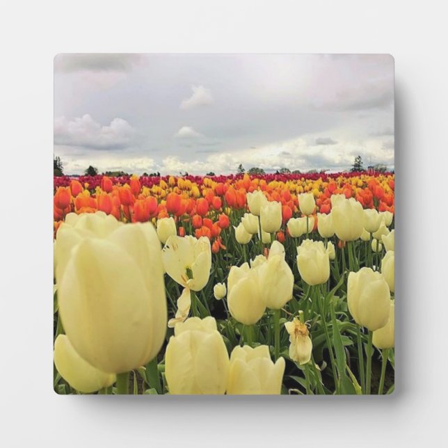 Beautiful Tulip Field, Oregon Plaque (Front)