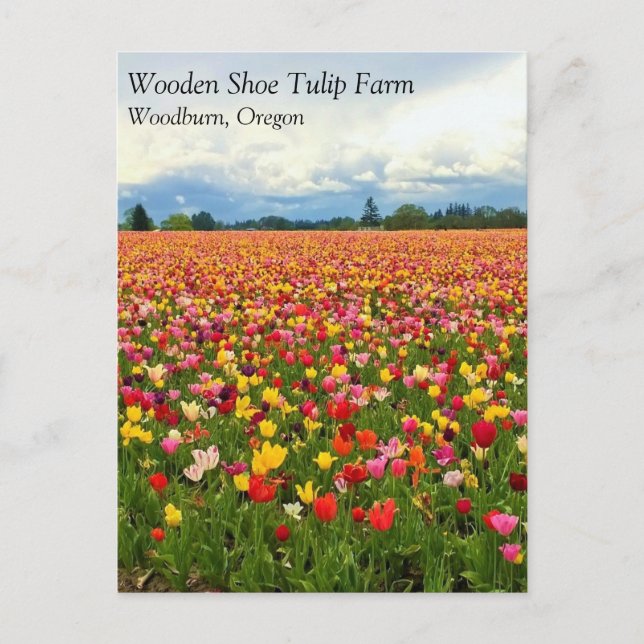 Beautiful Tulip Field, Oregon Postcard (Front)
